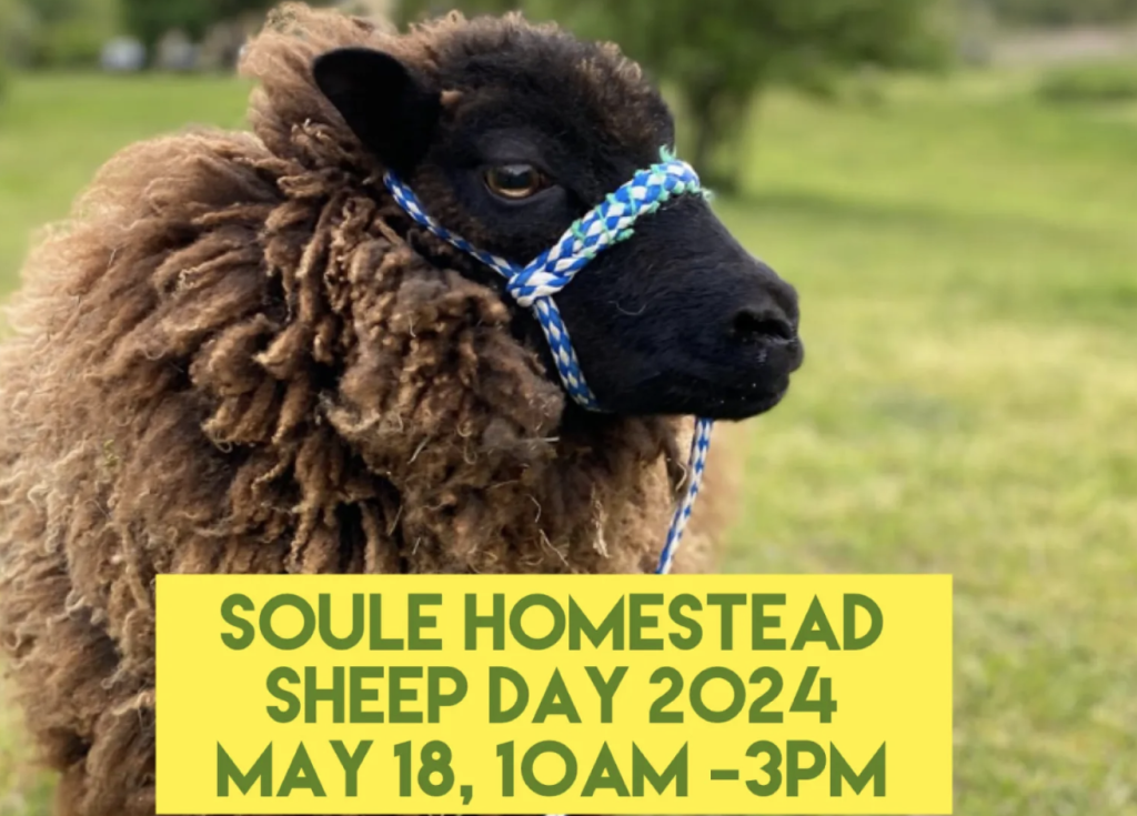 Sheep Day, Soule Homestead, Middleboro